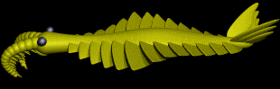 Anomalocaris animé