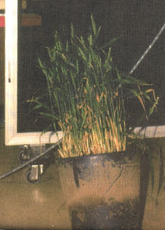 Pot de blés