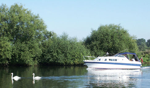 cygnes sur la Tamise