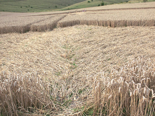 Intérieur d'une hirondelle Milk Hill
