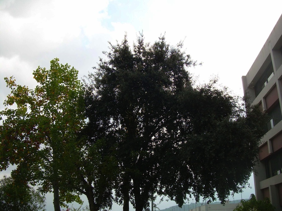 Arbres