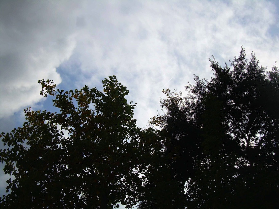 Haut des arbres
